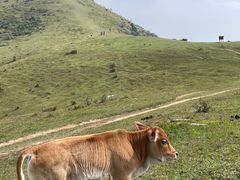 -大姆山草场