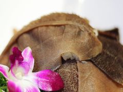 -铜来聚老北京涮肉(恒隆广场店)