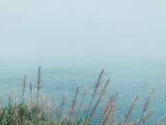 -枸杞岛