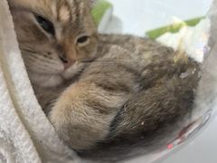 -瑞鹏宠物医院·夜间急症·心超·猫科(祖庙分店)