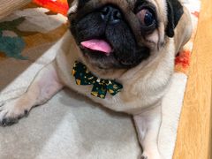 -BABYDOG宝贝狗宠物乐园(欧洲城店)