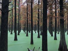-渌洋湖湿地公园