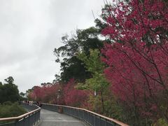 -金鸡山公园