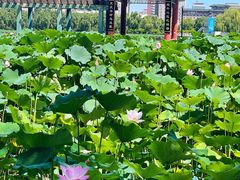 -莲花池公园
