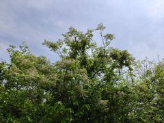 -盘龙城国家考古遗址公园