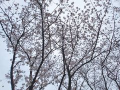 -新虹桥中心花园