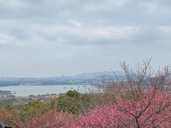 -香雪海