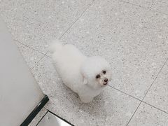-四月宠物医院·猫专科·心脏专科·内科(转塘店)