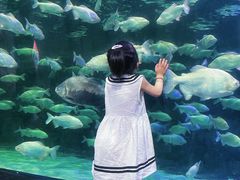 -西安曲江海洋极地公园