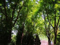 -大兴滨河森林公园