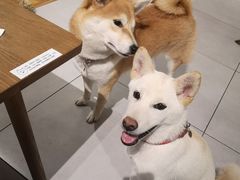 -柴务处·柴犬主题狗咖