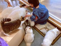 -瞄一喵猫咖(格力海岸店)