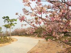 -天适樱花悠乐园