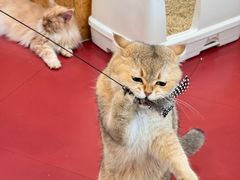 -和它·交个朋友·狗咖猫咖(爱琴海店)