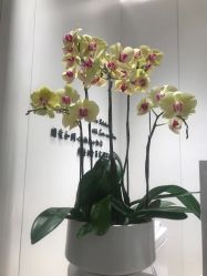 -奥斯芬·欧系贵族SPA