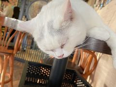 -蓝鲸·缅因猫舍
