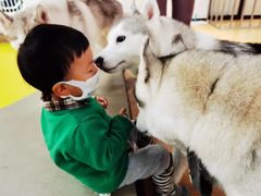 -Husky Go! 哈士奇体验馆·宠物咖啡厅狗咖