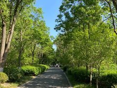 -昆山城市生态森林公园