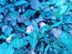 -上海佘山国家森林公园天马山园