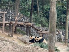 -都江堰中华大熊猫苑