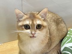 -青奢宠物·青奢猫舍