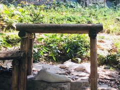 -麒麟中餐厅·经典粤菜·地道菜式老字号(广州长隆酒店)