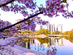 -新江湾城公园