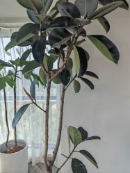 -HEYAN荷妍专业脱毛连锁机构