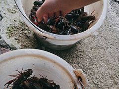 -同銮特种养殖场·龙虾垂钓