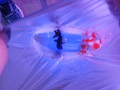 -双季花艺园艺市场(浦东店)