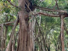 -中国科学院西双版纳热带植物园