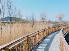 -羊亭河湿地公园