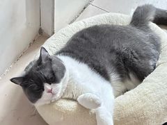 -lincat·猫舍(广州店)