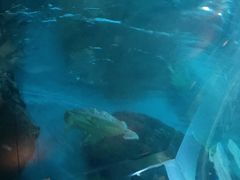 -石家庄海洋公园