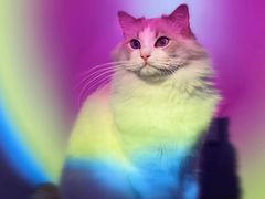 -极木²邸 人与宠物·互动社区