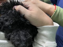 -严国平动物医院(德政总院)