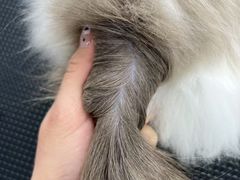 -唐小姐の猫狗洗护·购宠旗舰店(周浦万达店)