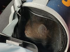 -半岛宠物医院24小时(白果林店)