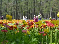 -上海共青森林公园