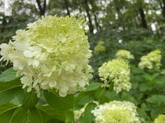 -上海滨江森林公园