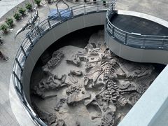 -自贡恐龙博物馆