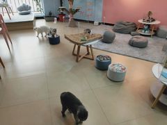 -喵宠乐园·撸猫互动·猫舍