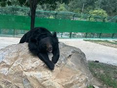 -栾川竹海野生动物园