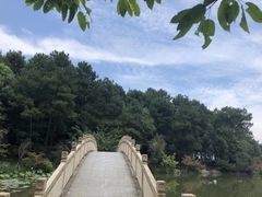 -铁山坪森林公园