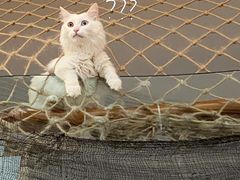 -Catmate·猫肥家润(金润铂宫店)