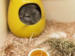 -龙猫仔乐园(惠福东路店)