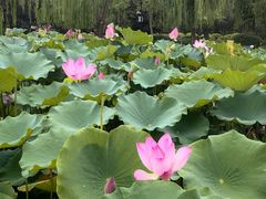 -莲花池公园