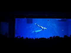 -芜湖新华联大白鲸海洋公园