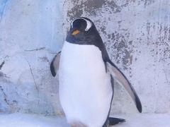 -芜湖新华联大白鲸海洋公园