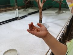 -上海大自然野生昆虫馆(东方明珠·爬宠昆虫探索中心)